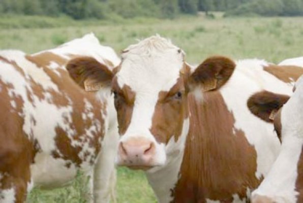 Prima pe exploataţia bovine disponibilă pentru constănţeni din 30 iunie